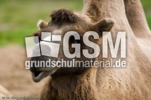 Kamel (24 von 108).jpg